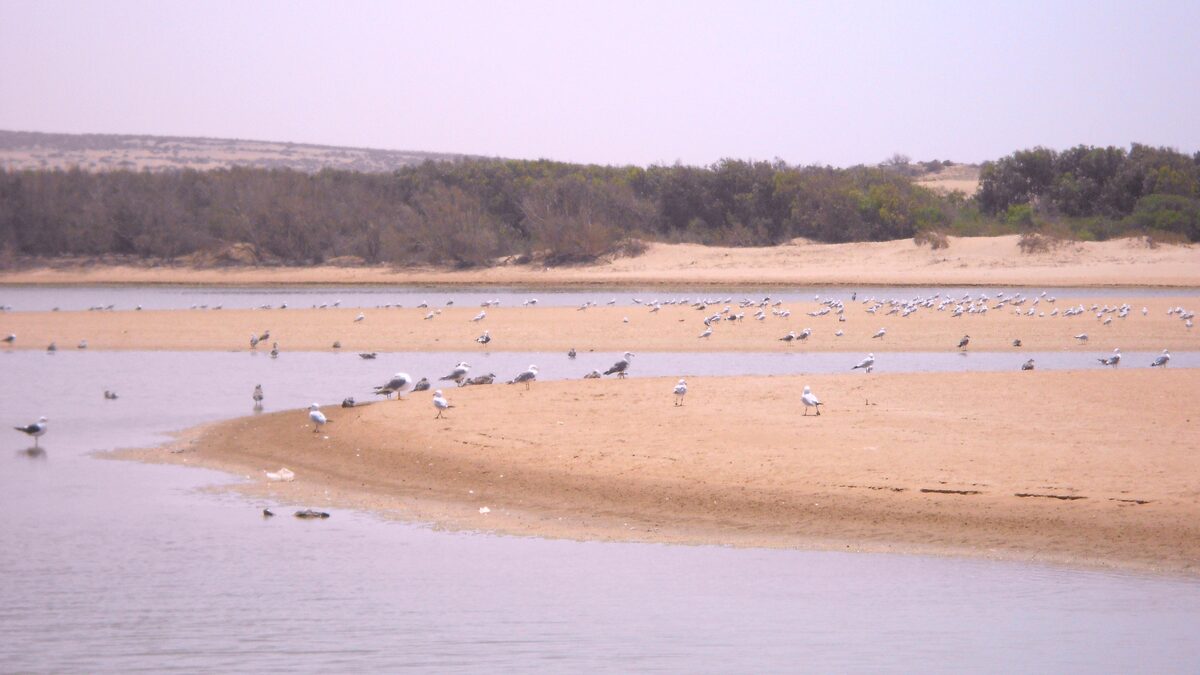 Embouchure du parc Souss Massa